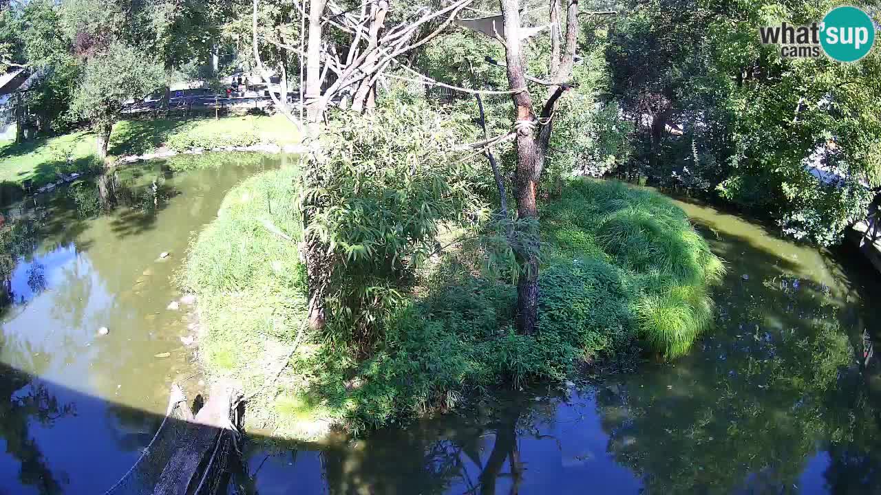 Zlatolični gibon živalski vrt Ljubljana