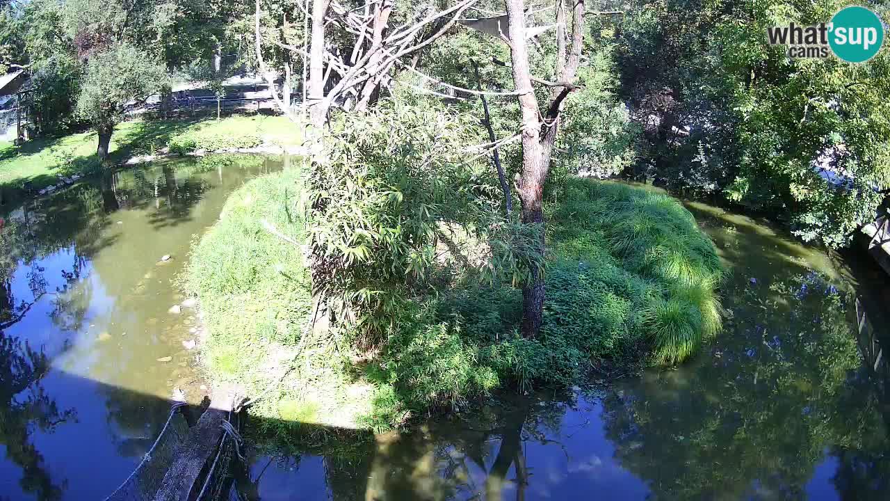 Gibon – Nomascus gabriellae – Zoo Ljubljana web kamera