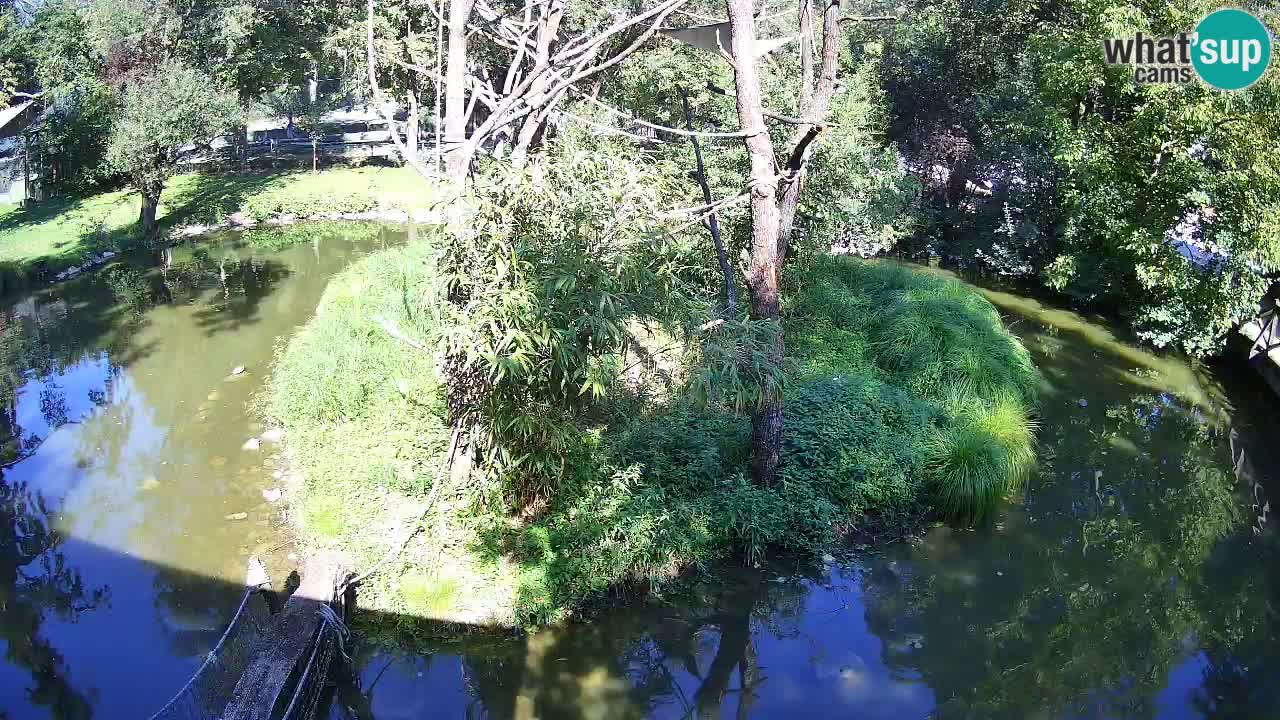 Gibon – Nomascus gabriellae – Zoo Ljubljana web kamera