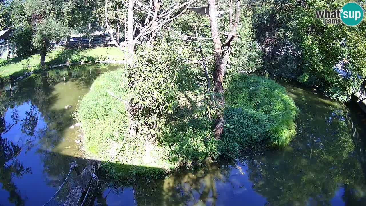 Zlatolični gibon živalski vrt Ljubljana