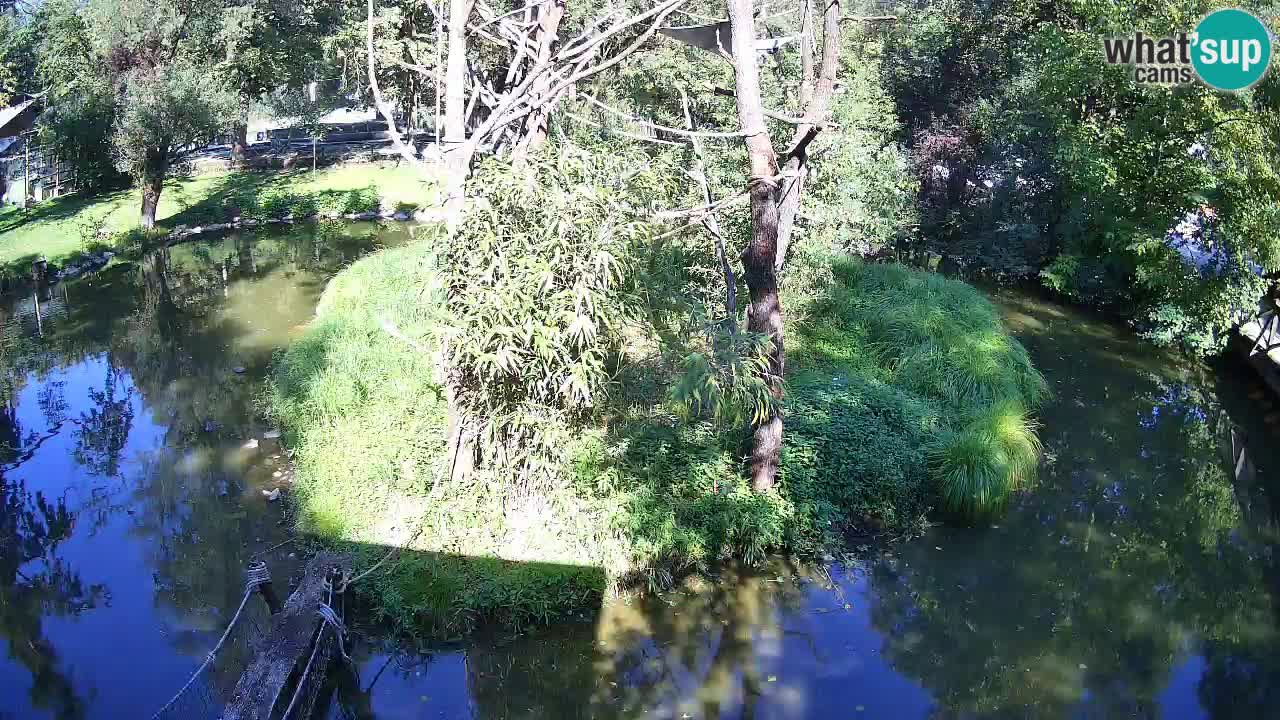 Yellow-cheeked gibbon Zoo Ljubljana livecam