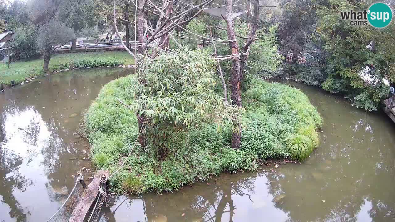 Südlicher Gelbwangen-Schopfgibbon Zoo Ljubljana webcam