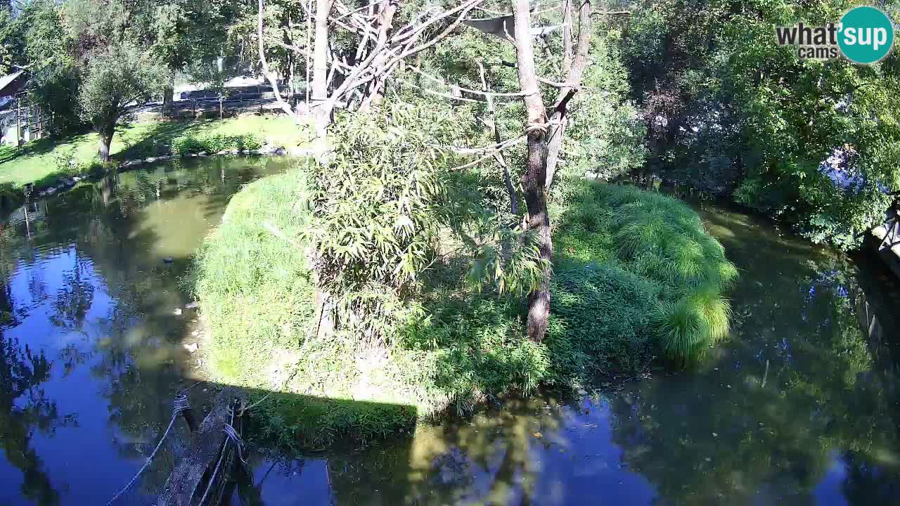 Zlatolični gibon živalski vrt Ljubljana
