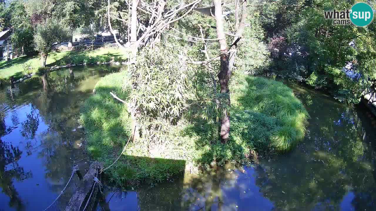 Gibbon à joues jaunes Zoo Ljubljana live cam