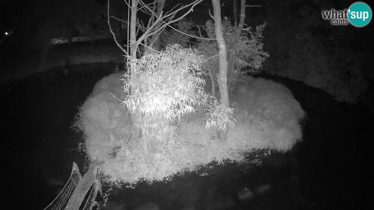 Yellow-cheeked gibbon Zoo Ljubljana livecam