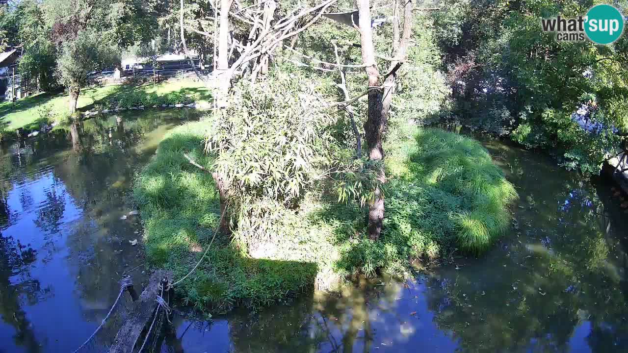 Gibbon à joues jaunes Zoo Ljubljana live cam