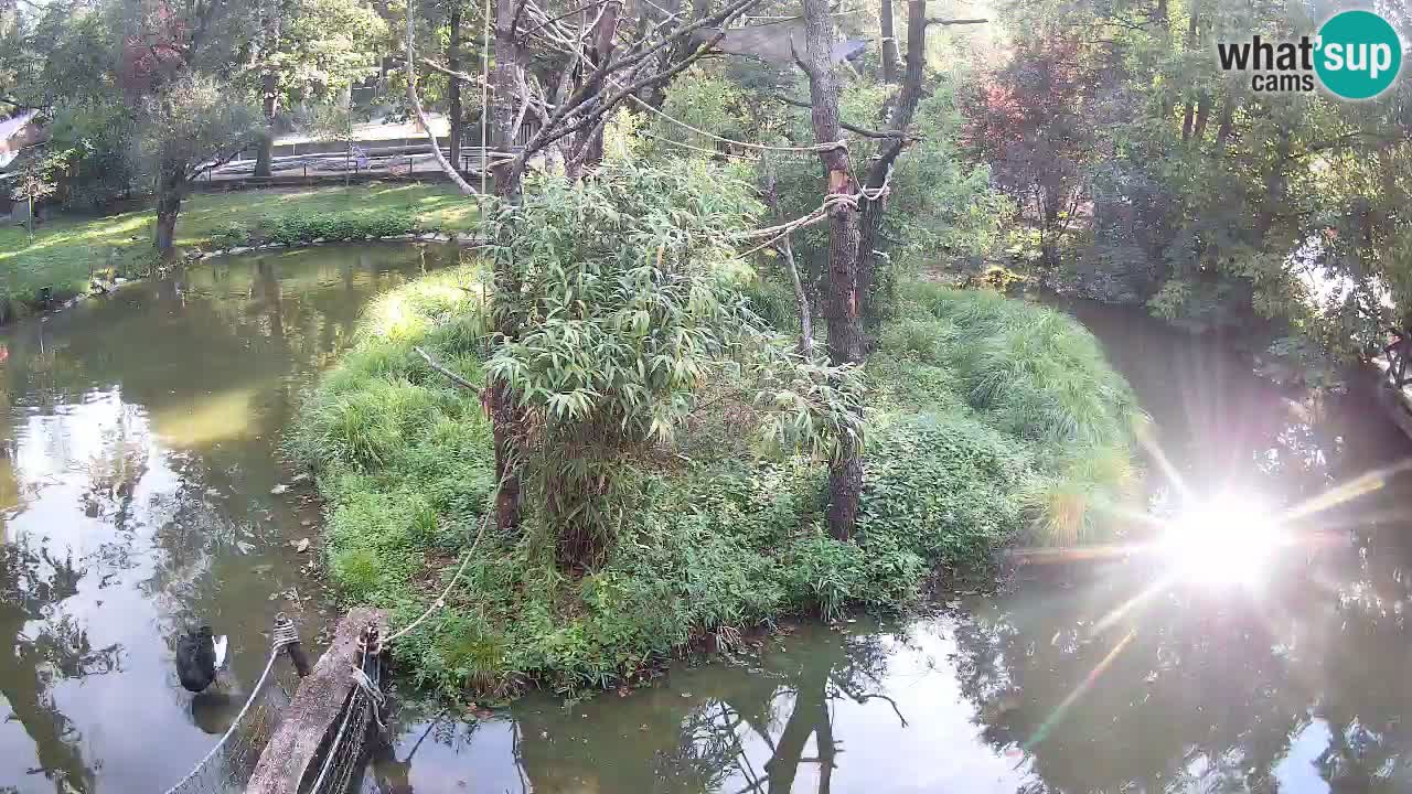 Gibbon à joues jaunes Zoo Ljubljana live cam