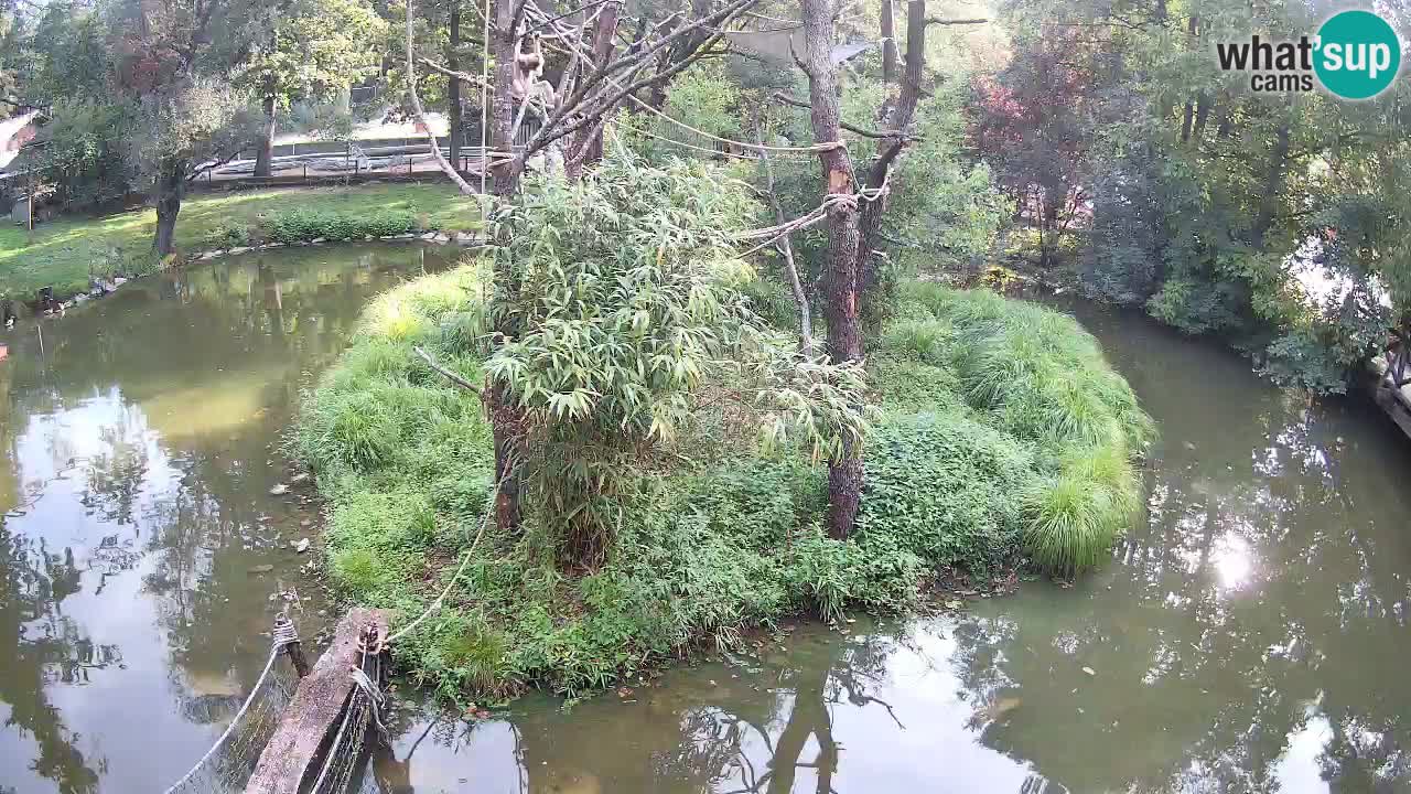 Gibón de mejillas beige Zoo Ljubljana