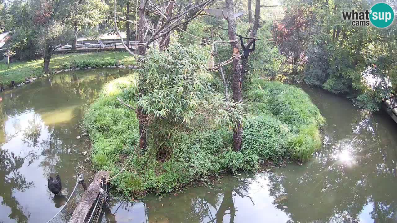 Südlicher Gelbwangen-Schopfgibbon Zoo Ljubljana webcam