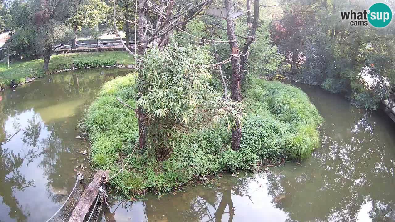 Südlicher Gelbwangen-Schopfgibbon Zoo Ljubljana webcam