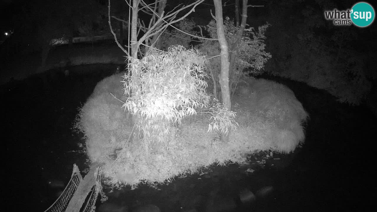 Südlicher Gelbwangen-Schopfgibbon Zoo Ljubljana webcam