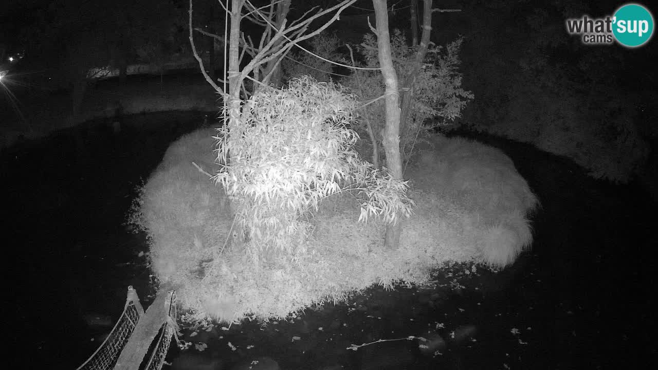 Gibbone dalle guance rosa nello ZOO di Ljubljana