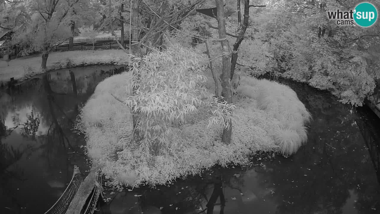 Gibbone dalle guance rosa nello ZOO di Ljubljana