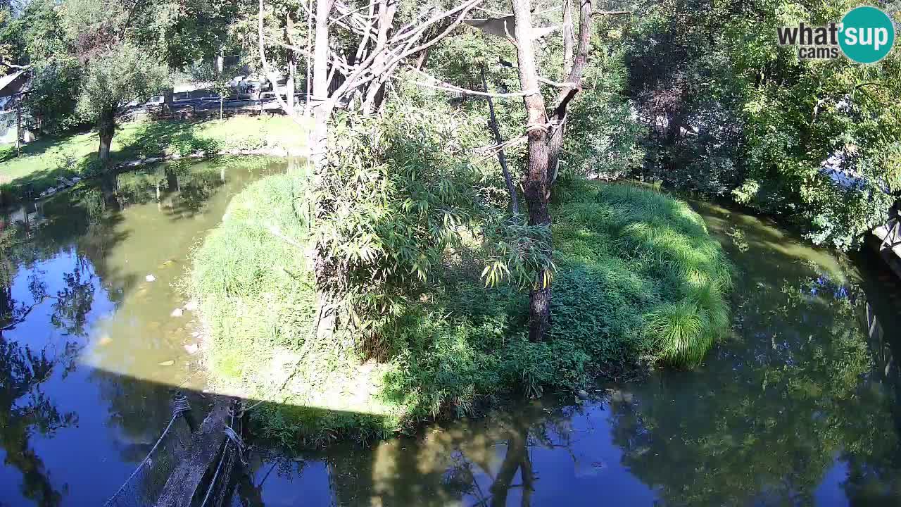 Yellow-cheeked gibbon Zoo Ljubljana livecam