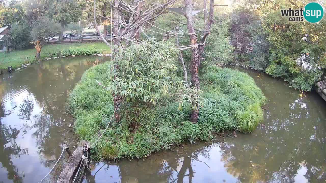 Yellow-cheeked gibbon Zoo Ljubljana livecam