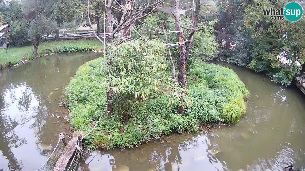 Südlicher Gelbwangen-Schopfgibbon Zoo Ljubljana webcam
