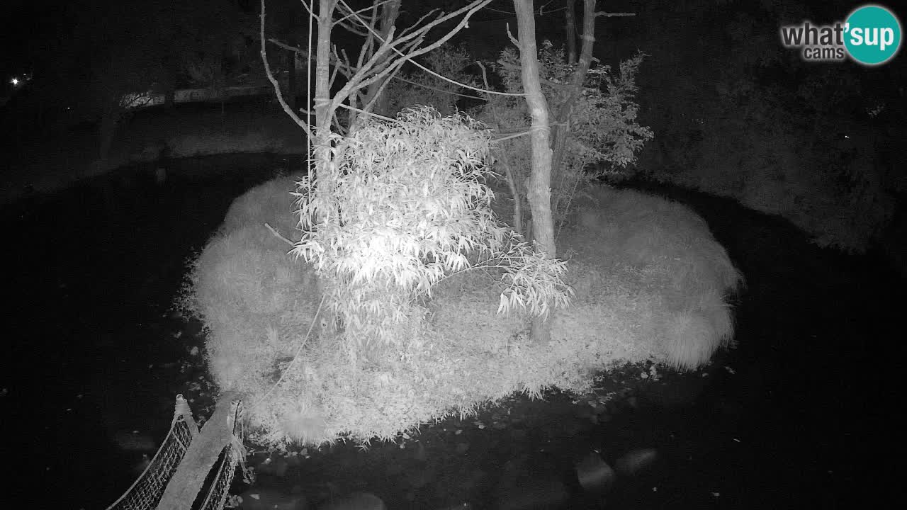 Südlicher Gelbwangen-Schopfgibbon Zoo Ljubljana webcam