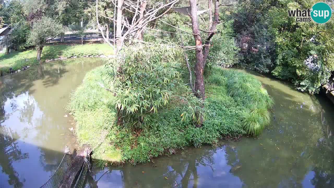 Yellow-cheeked gibbon Zoo Ljubljana livecam