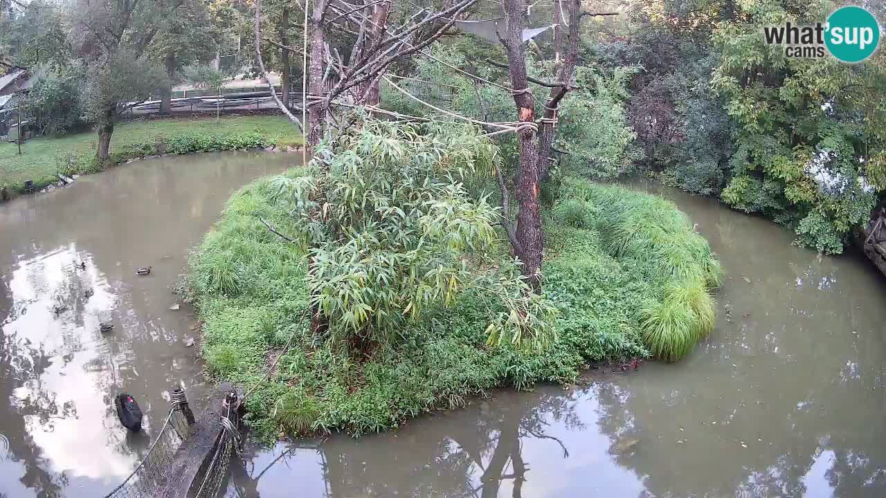 Südlicher Gelbwangen-Schopfgibbon Zoo Ljubljana webcam