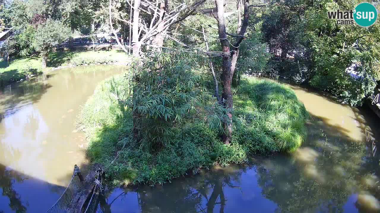 Yellow-cheeked gibbon Zoo Ljubljana livecam