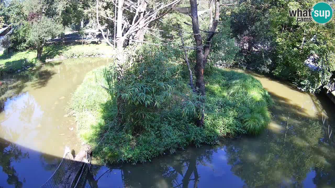 Yellow-cheeked gibbon Zoo Ljubljana livecam
