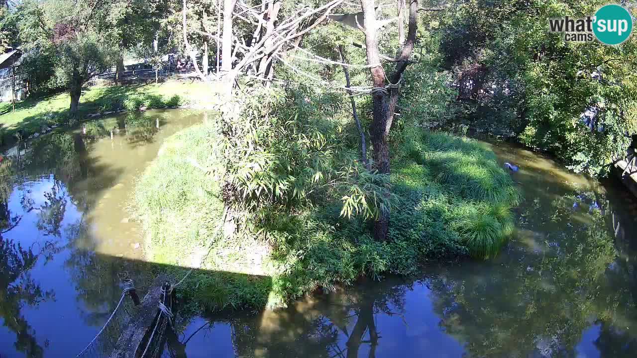 Zlatolični gibon živalski vrt Ljubljana