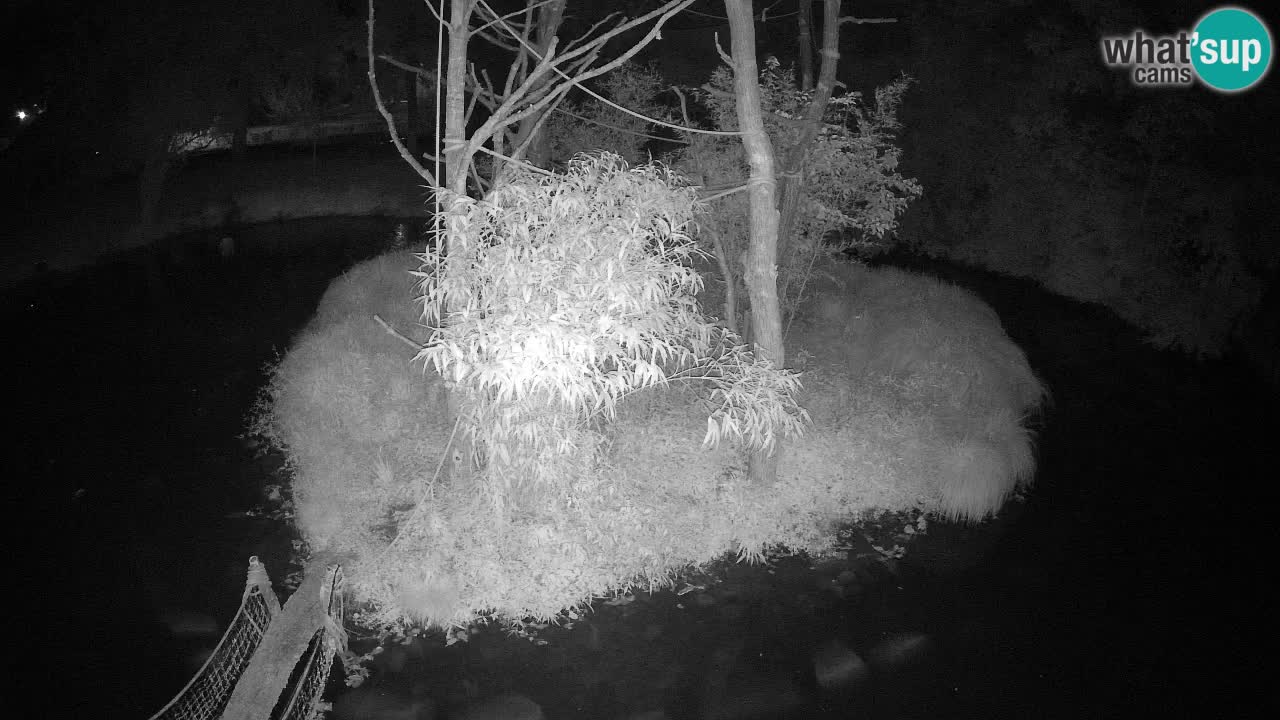 Yellow-cheeked gibbon Zoo Ljubljana livecam