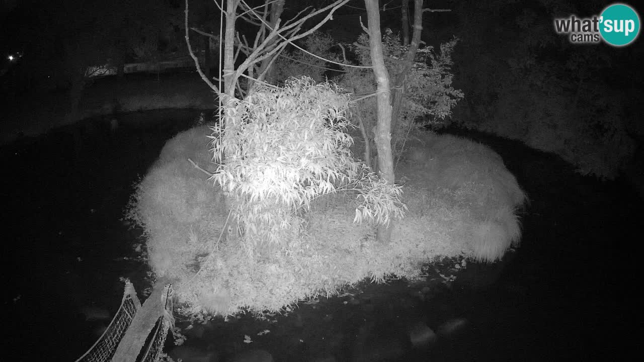 Gibbon à joues jaunes Zoo Ljubljana live cam