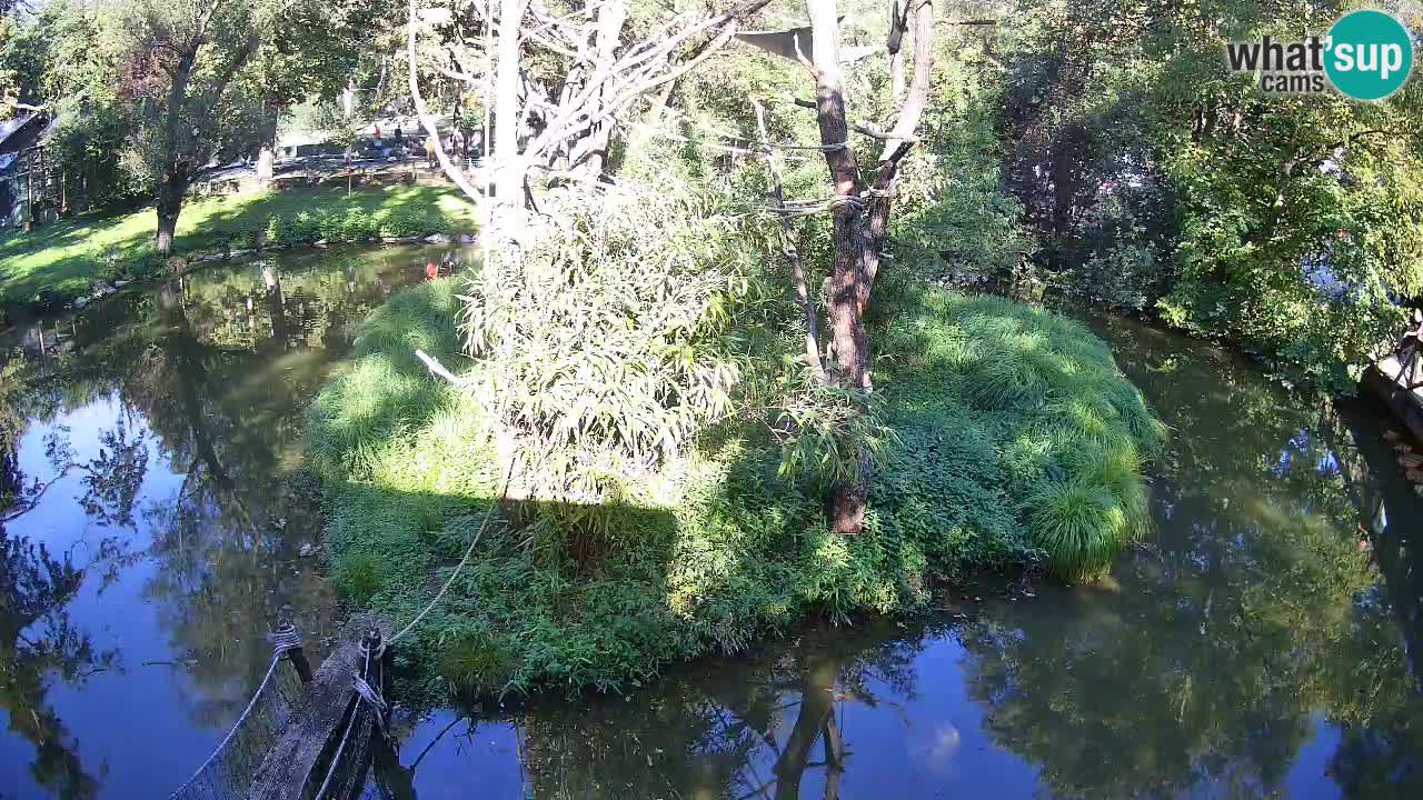 Gibon – Nomascus gabriellae – Zoo Ljubljana web kamera