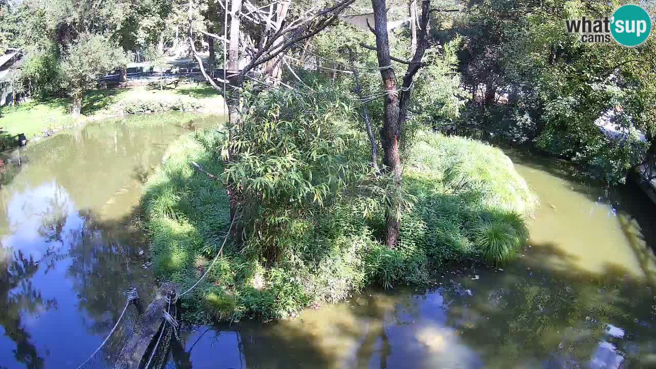 Gibbon à joues jaunes Zoo Ljubljana live cam
