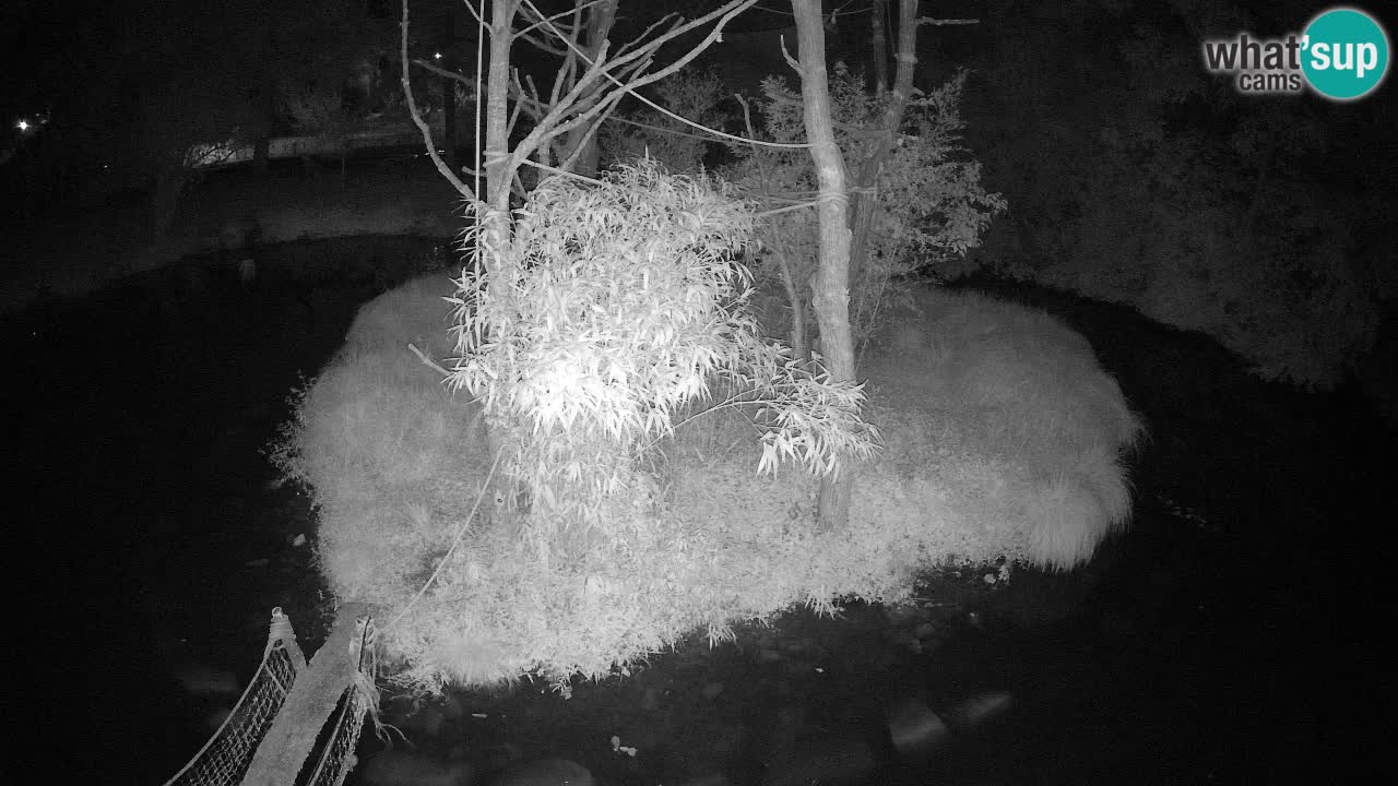 Yellow-cheeked gibbon Zoo Ljubljana livecam