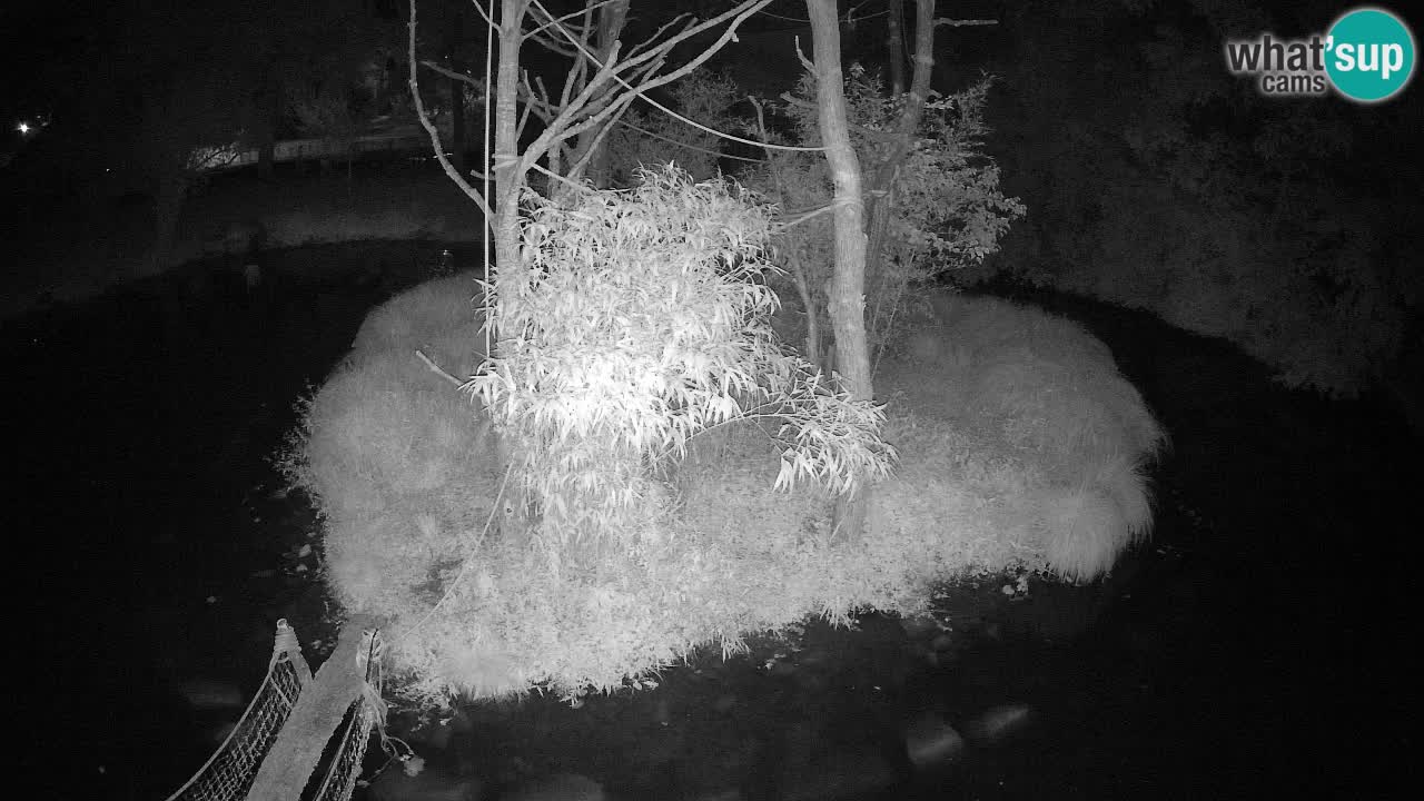Yellow-cheeked gibbon Zoo Ljubljana livecam
