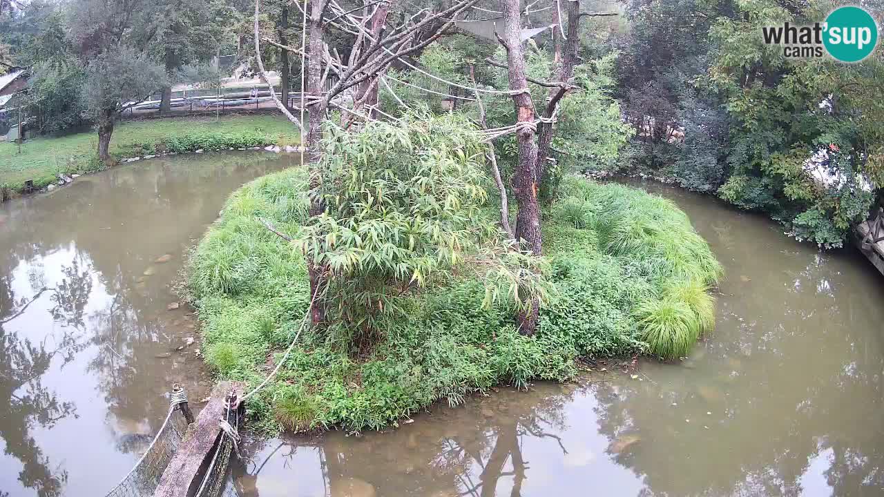 Gibbon à joues jaunes Zoo Ljubljana live cam