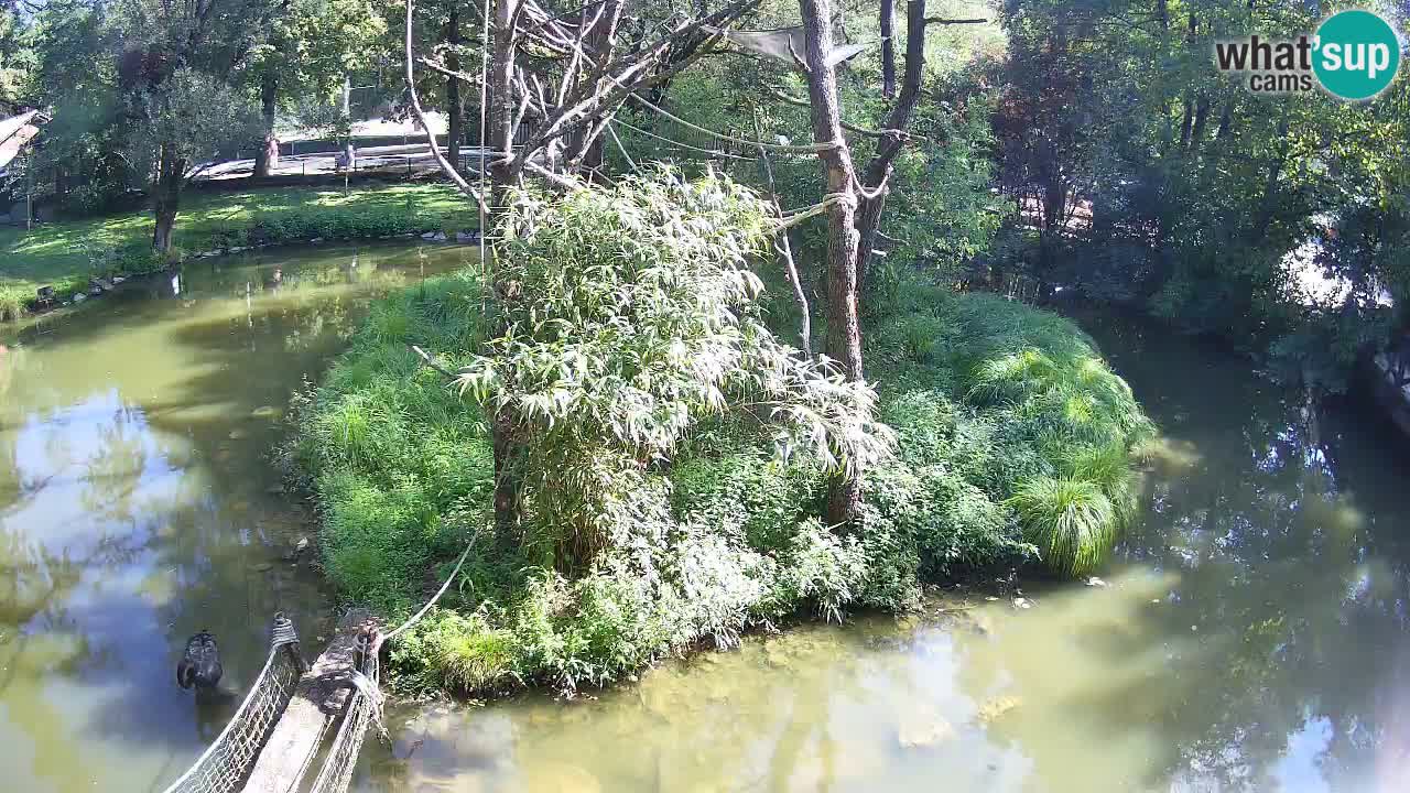 Gibbone dalle guance rosa nello ZOO di Ljubljana