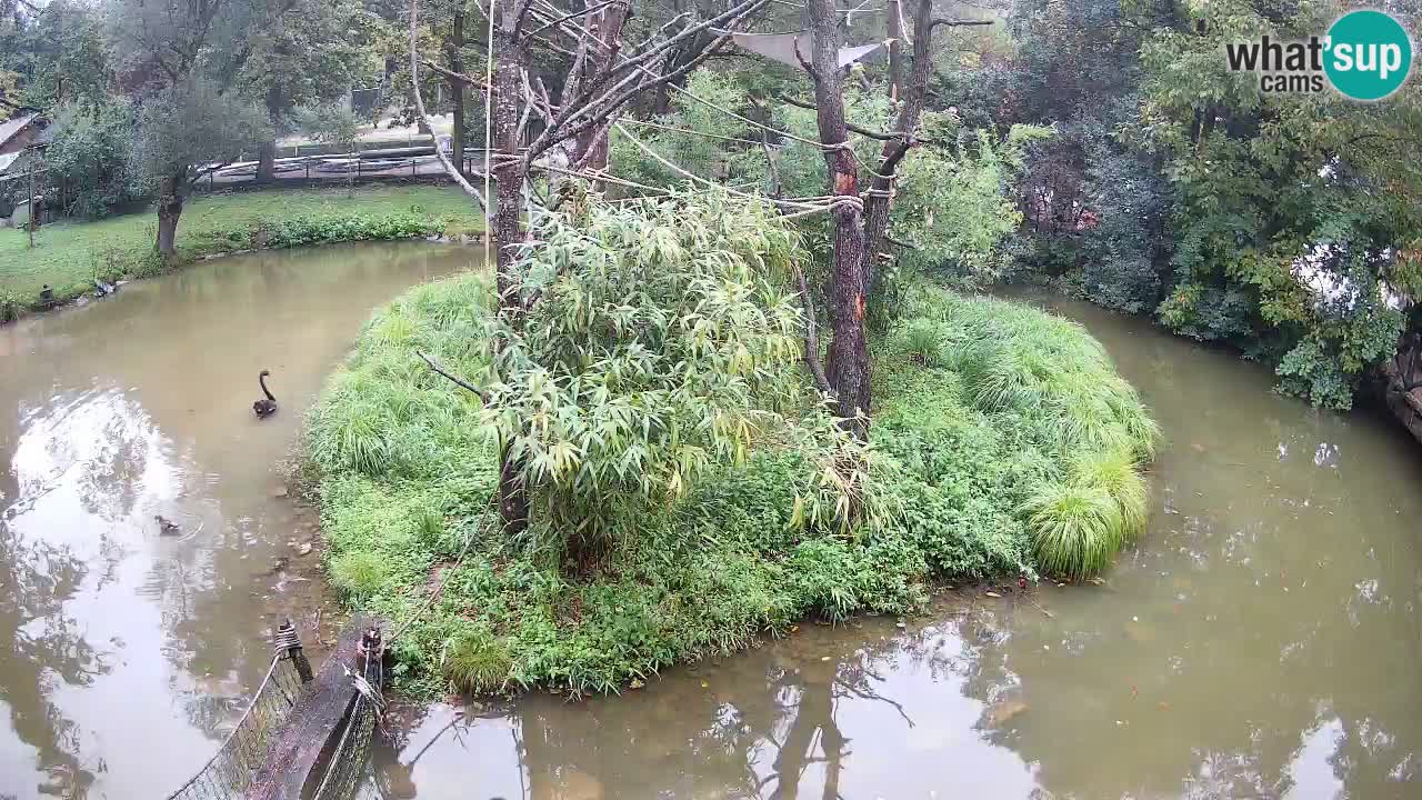 Gibbon à joues jaunes Zoo Ljubljana live cam