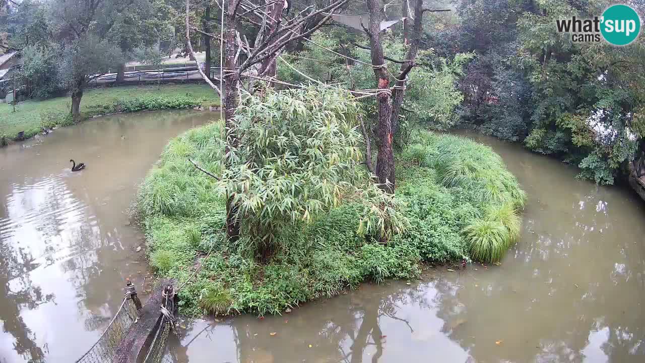 Südlicher Gelbwangen-Schopfgibbon Zoo Ljubljana webcam