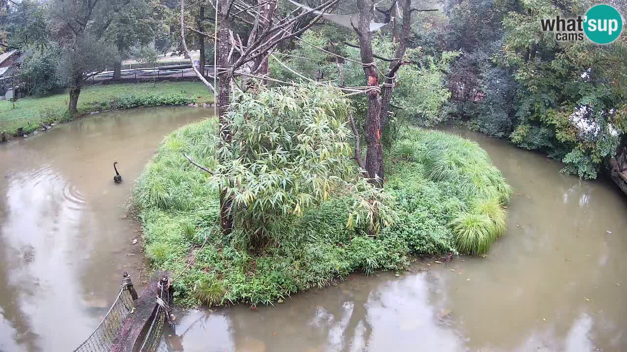 Südlicher Gelbwangen-Schopfgibbon Zoo Ljubljana webcam