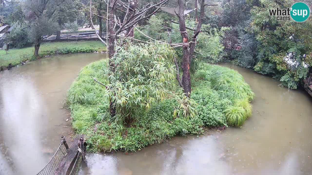 Südlicher Gelbwangen-Schopfgibbon Zoo Ljubljana webcam