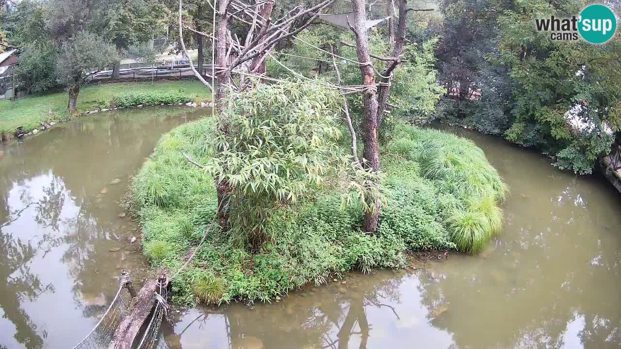 Südlicher Gelbwangen-Schopfgibbon Zoo Ljubljana webcam