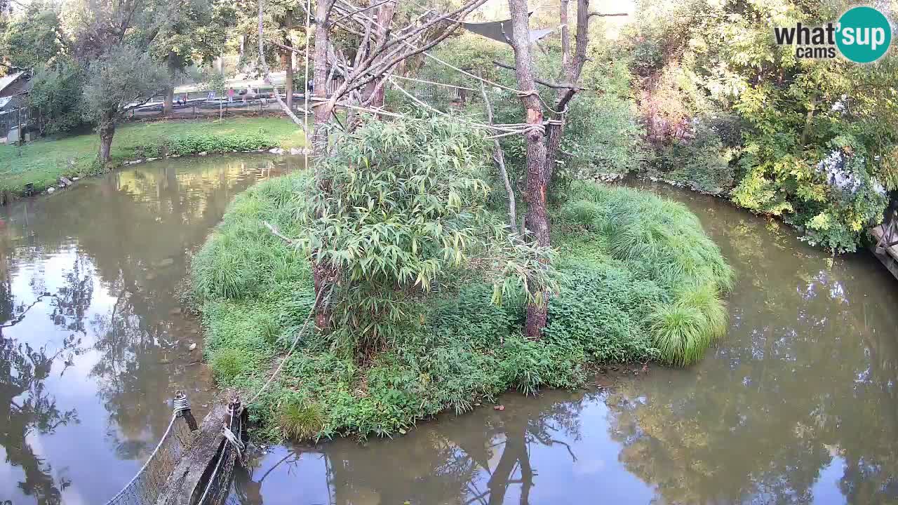 Südlicher Gelbwangen-Schopfgibbon Zoo Ljubljana webcam