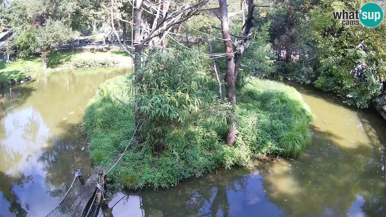 Südlicher Gelbwangen-Schopfgibbon Zoo Ljubljana webcam