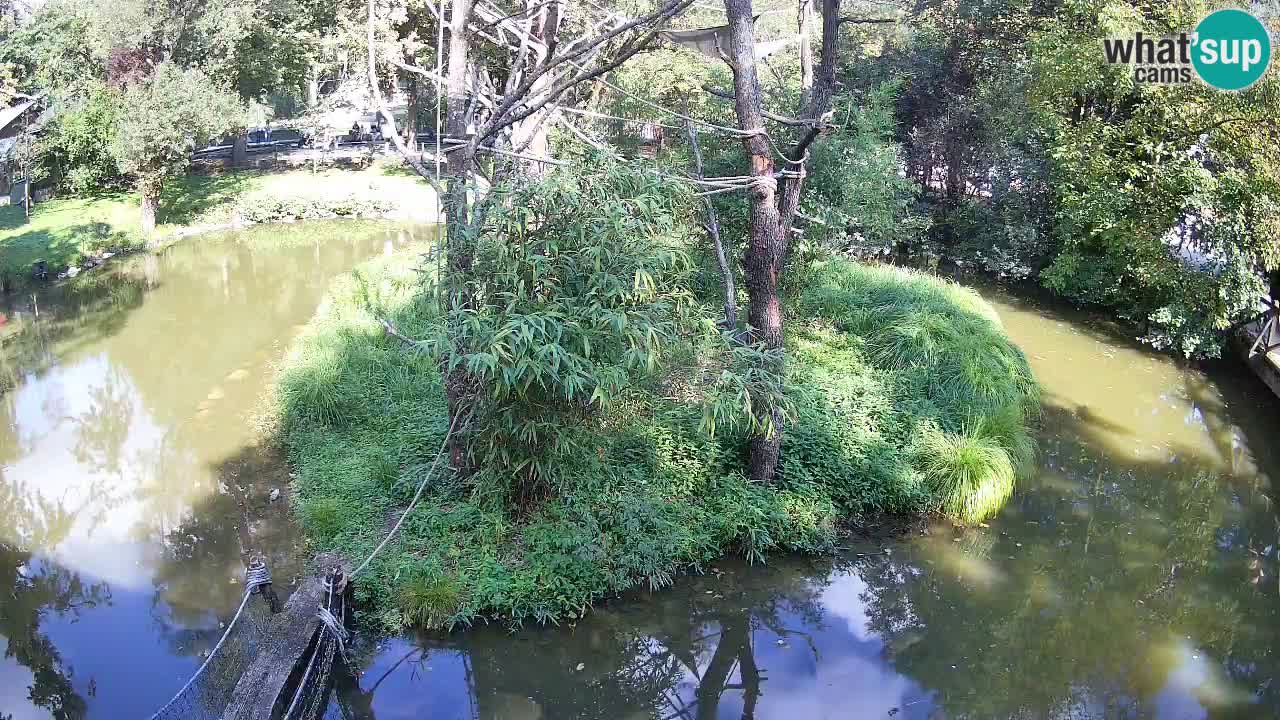 Südlicher Gelbwangen-Schopfgibbon Zoo Ljubljana webcam