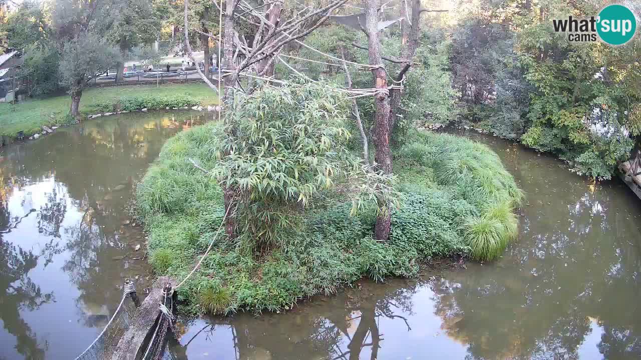 Yellow-cheeked gibbon Zoo Ljubljana livecam