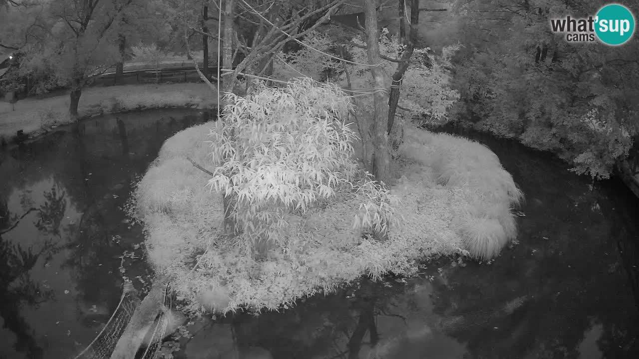 Südlicher Gelbwangen-Schopfgibbon Zoo Ljubljana webcam