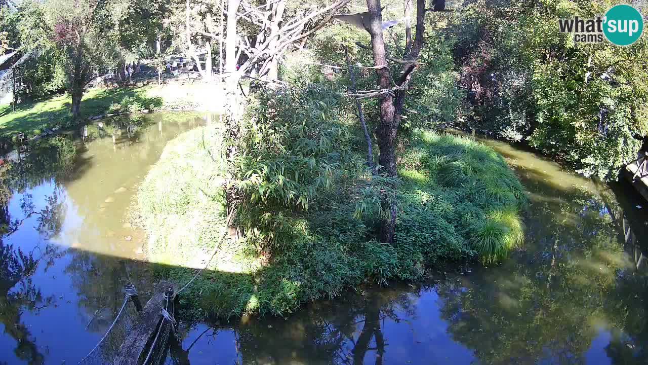 Südlicher Gelbwangen-Schopfgibbon Zoo Ljubljana webcam