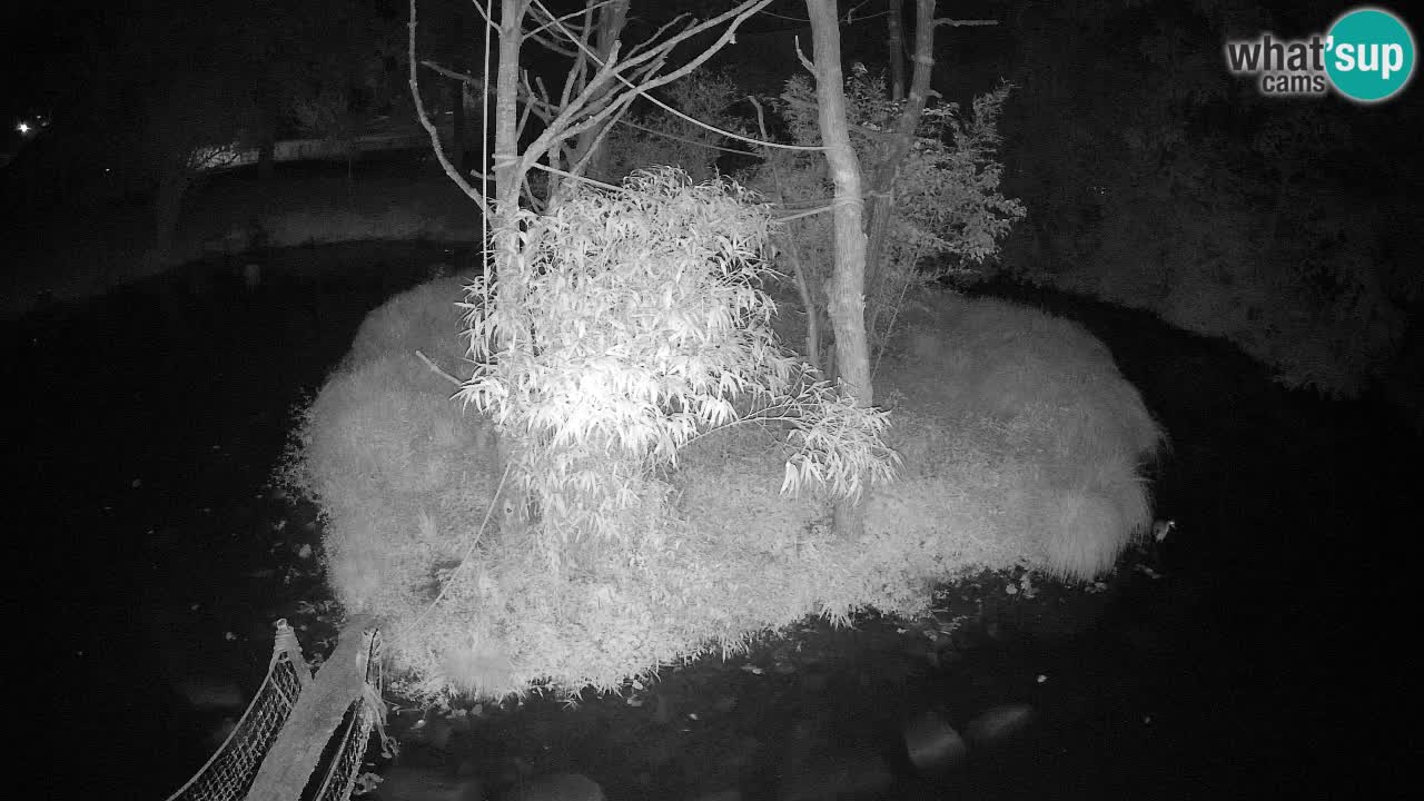 Gibbon à joues jaunes Zoo Ljubljana live cam