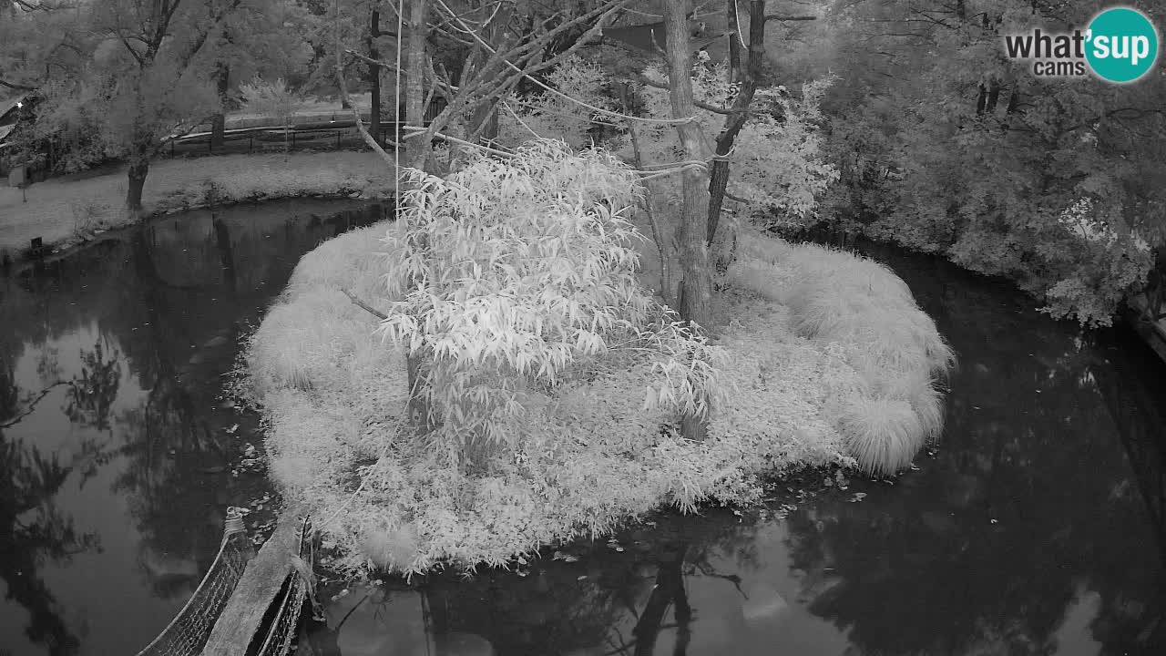 Gibón de mejillas beige Zoo Ljubljana
