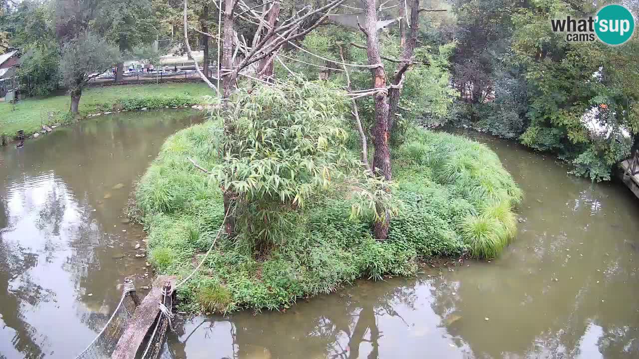 Yellow-cheeked gibbon Zoo Ljubljana livecam