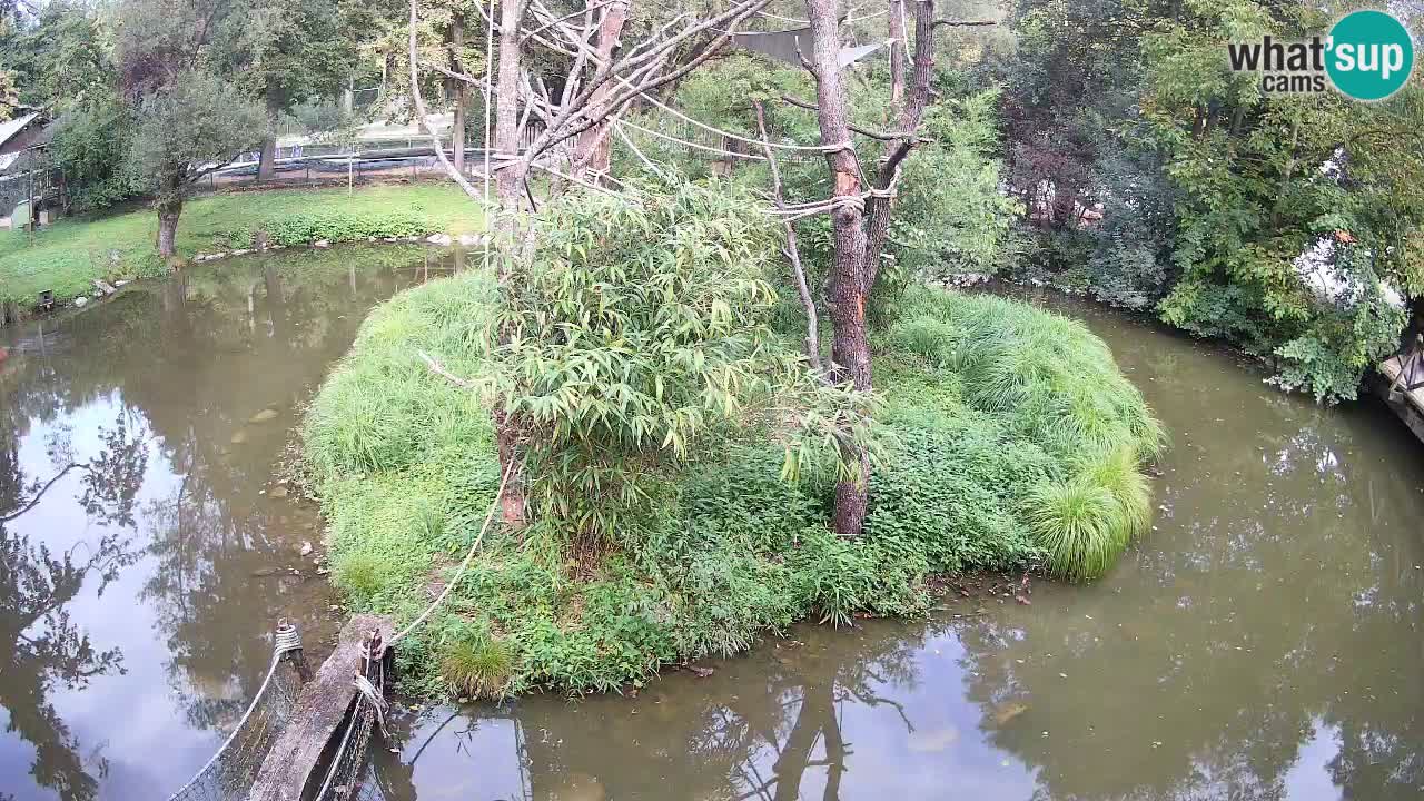Yellow-cheeked gibbon Zoo Ljubljana livecam
