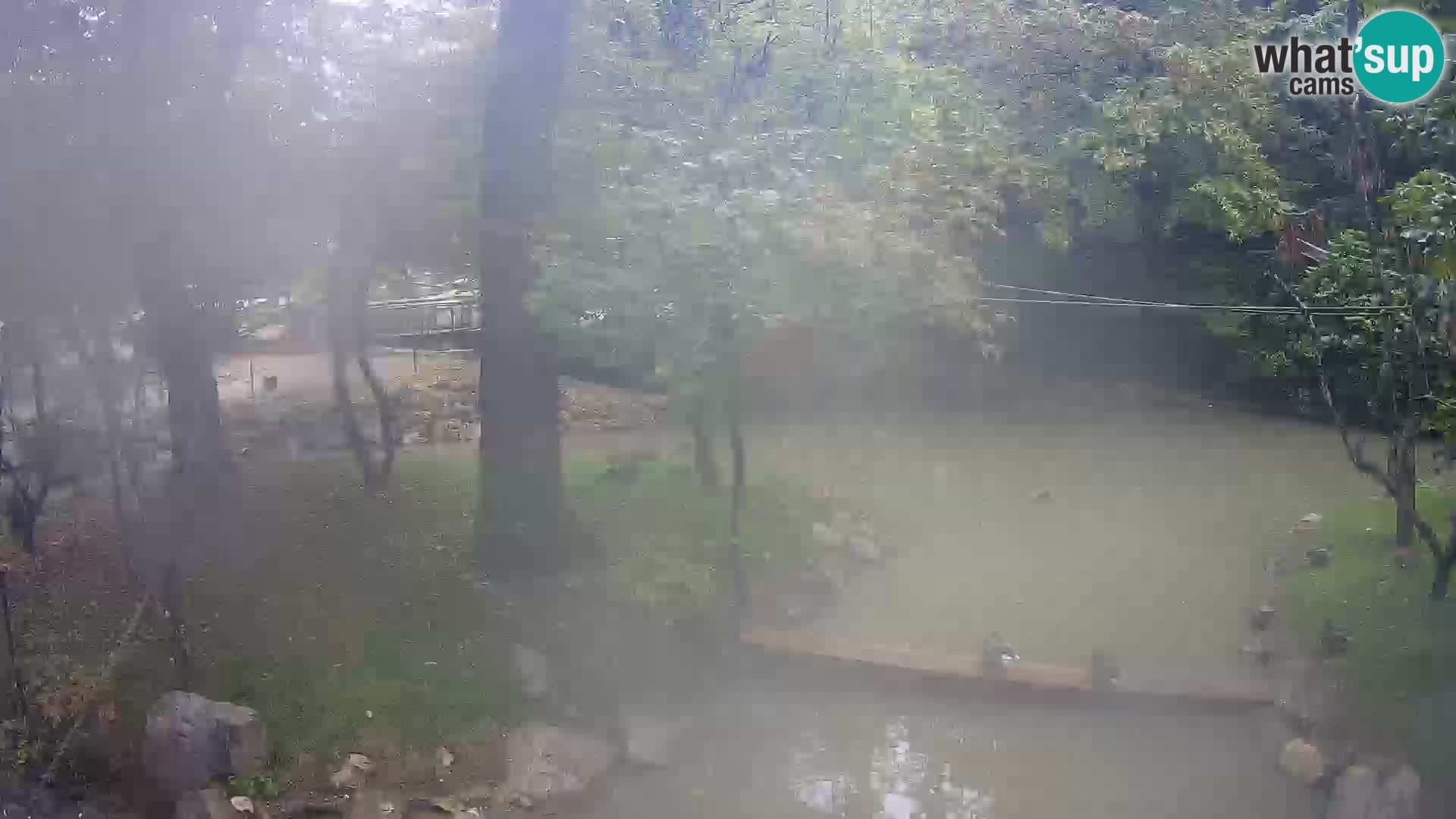 Saïmiri live webcam ZOO Ljubljana